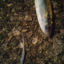 大阪湾南港アジング　夕まずめ